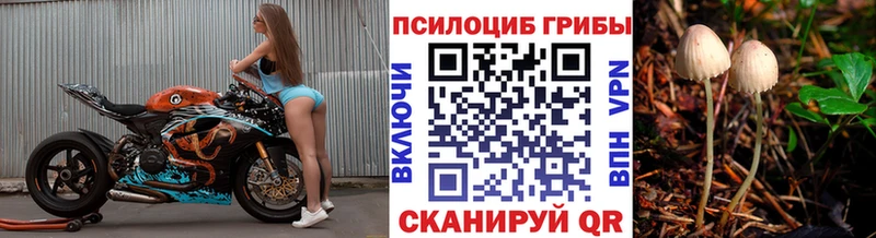 закладка  Струнино  Галлюциногенные грибы MAGIC MUSHROOMS 